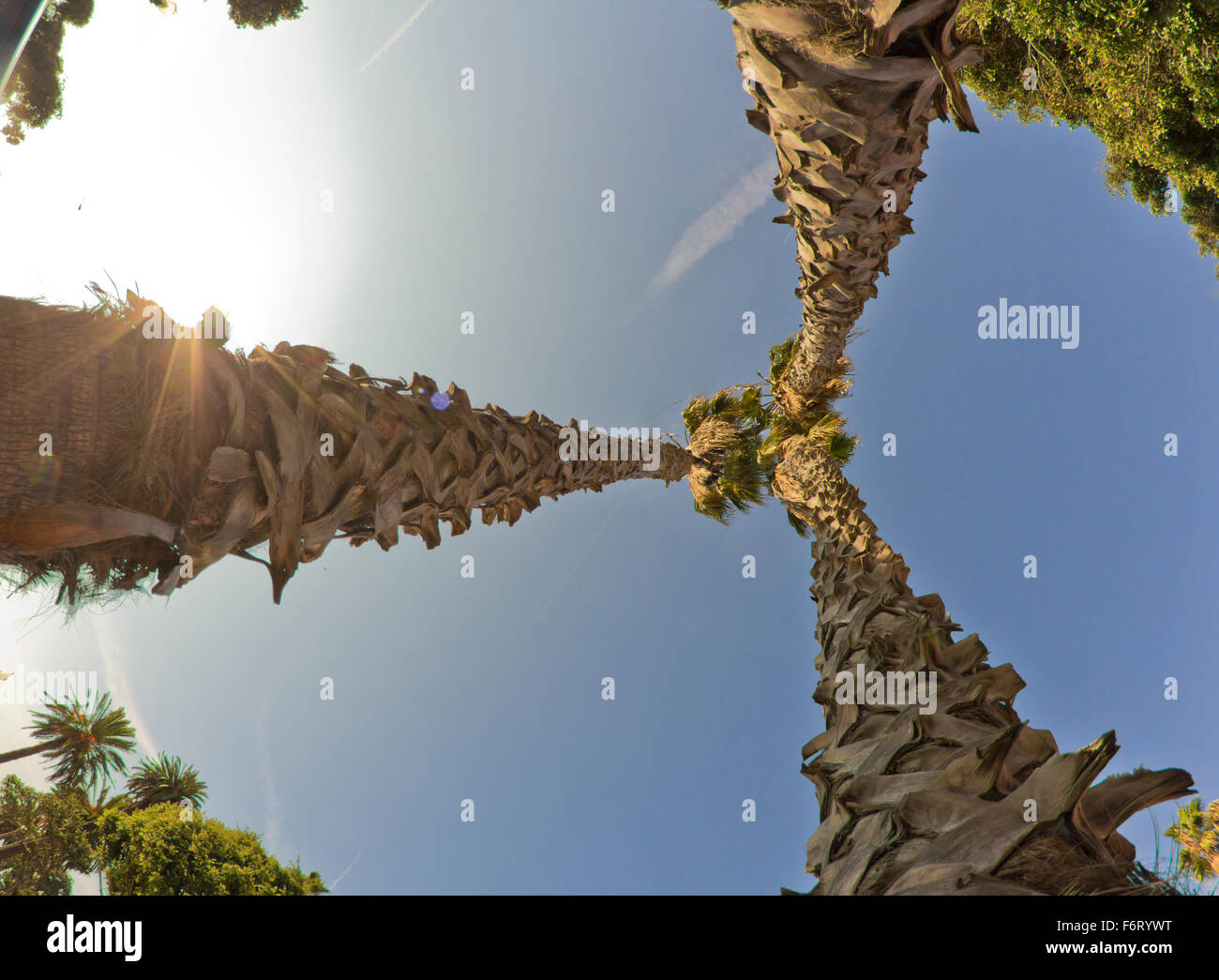 Natural California palm trees on a bright sunny day Stock Photo - Alamy
