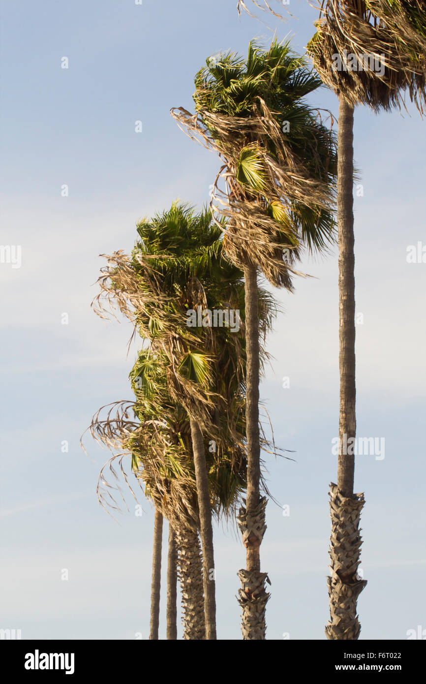 Natural California palm trees on a bright sunny day Stock Photo - Alamy
