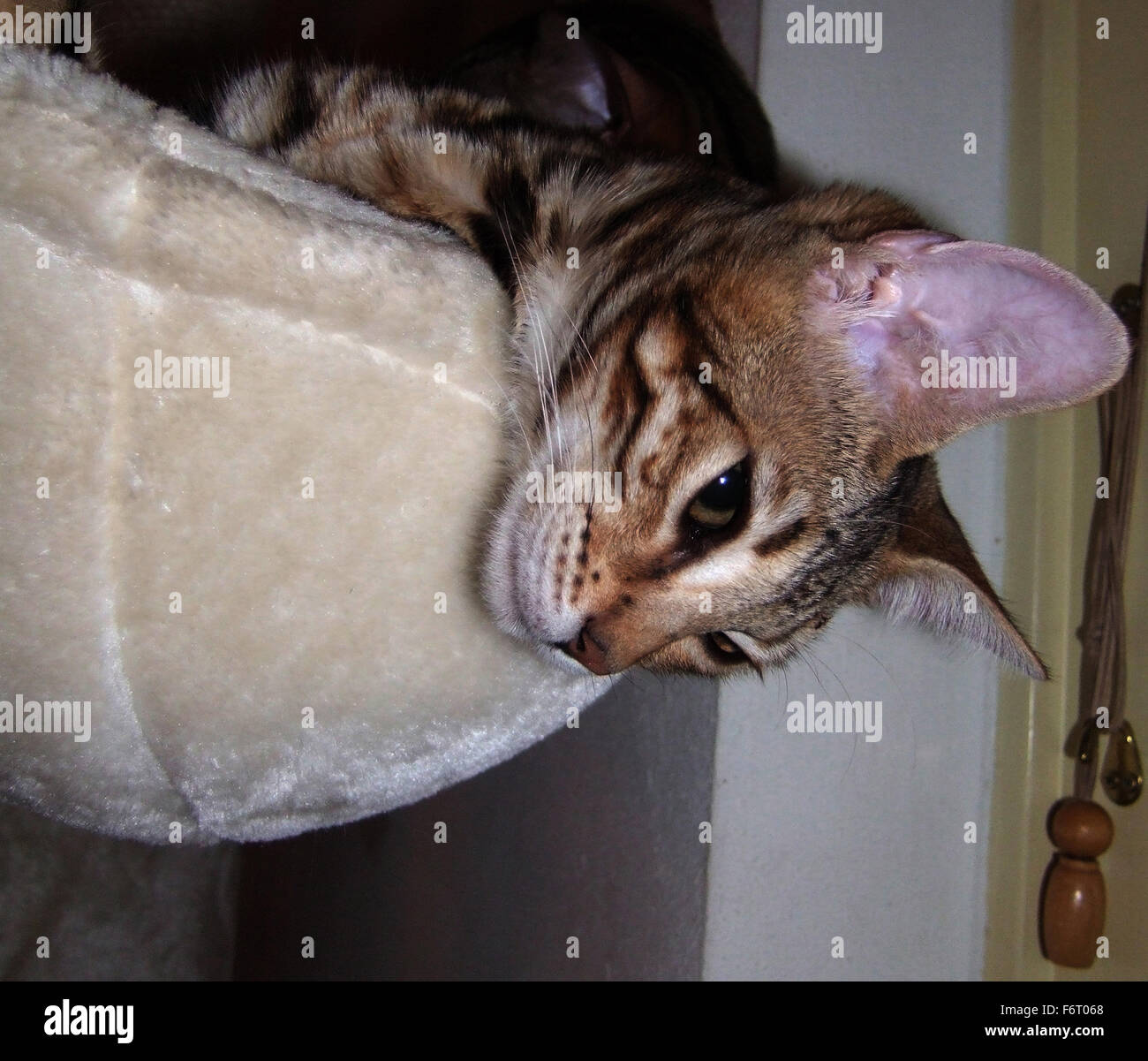 Bengal cat climbing tree hires stock photography and images Alamy