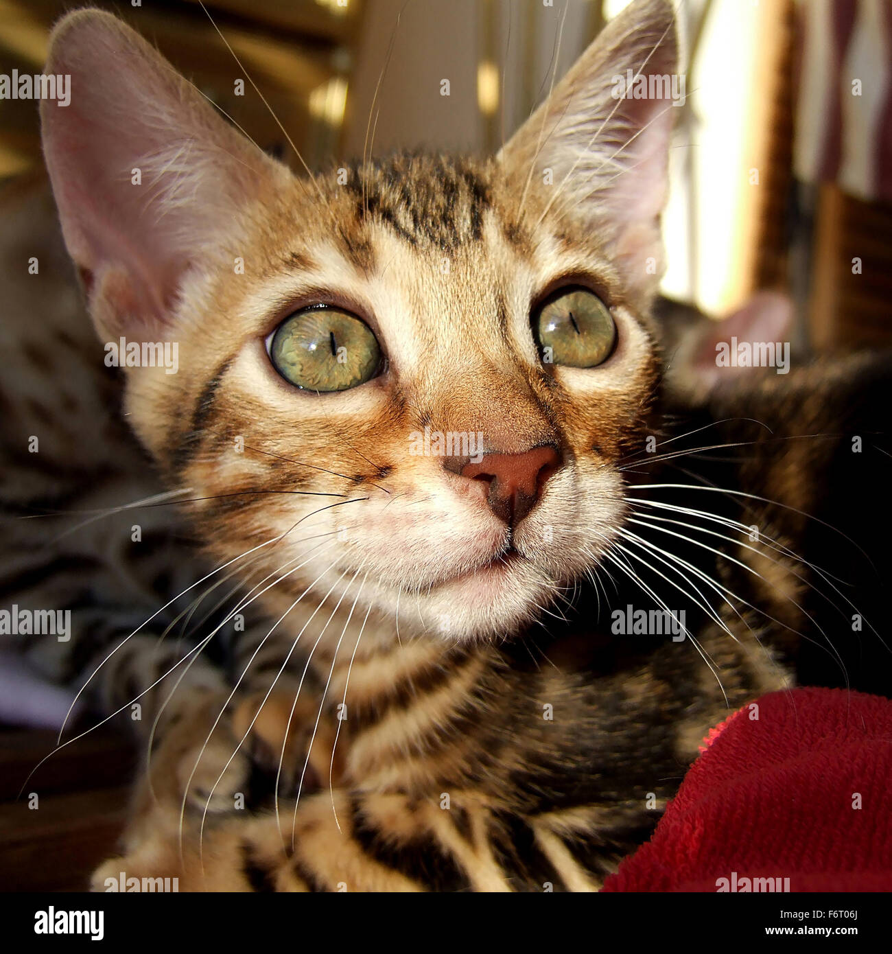Bengal cat kitten head taken at home Stock Photo