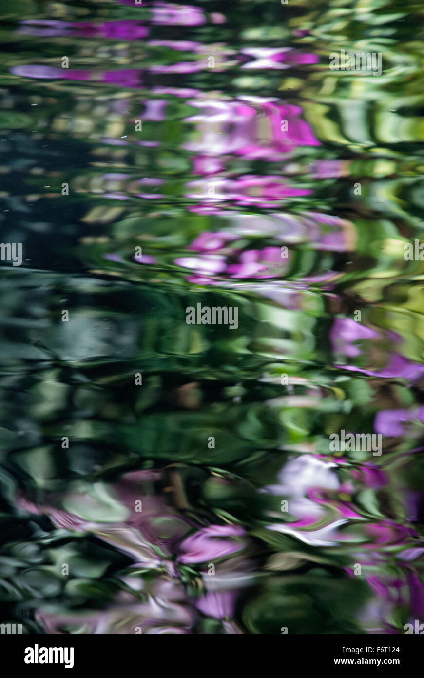 Abstract reflection of pink flowers and greenery in water. Stock Photo