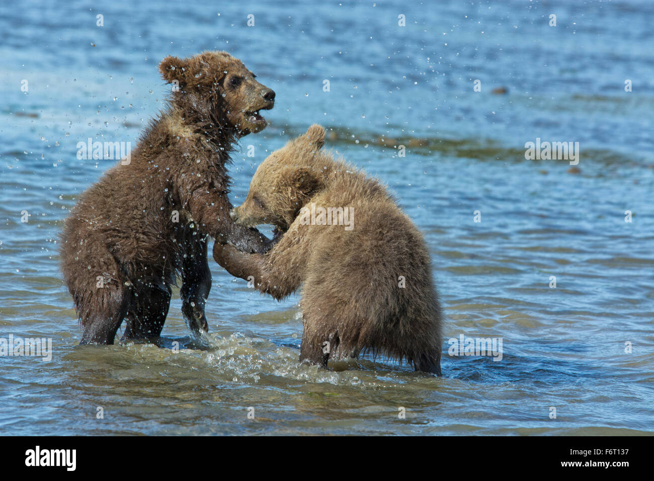 Two Grizzly Bear Spring Cubs, Ursus arctos, playing in the water with one biting the paw of the other, Cook Inlet, Alaska, USA Stock Photo