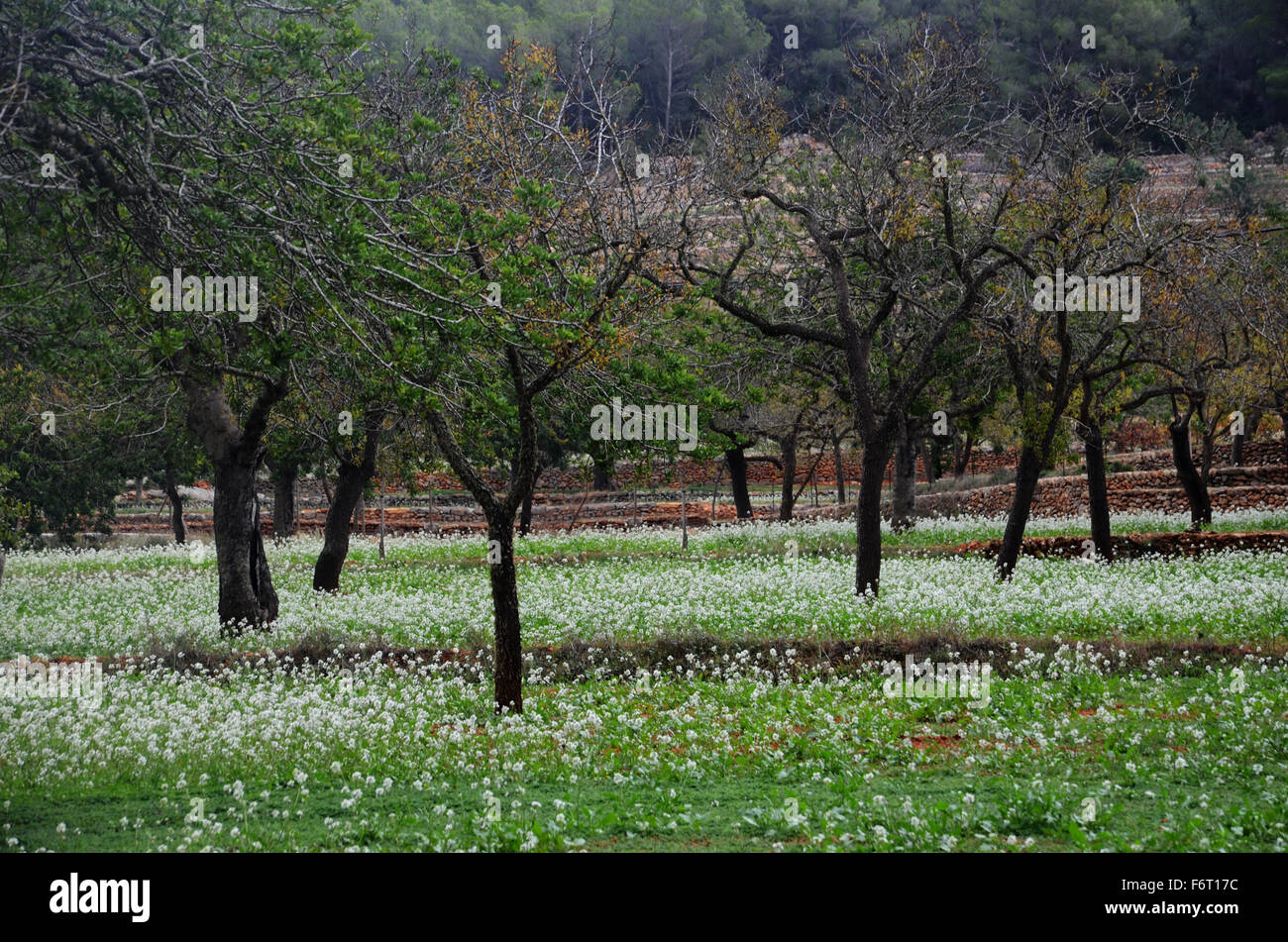 almond trees with wild candytuft (ibiris amara) near Santa Agnes de Corona, Ibiza Spain Stock Photo