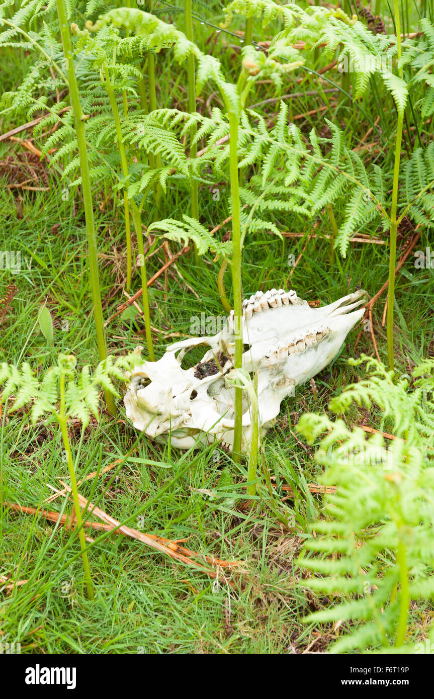Weathered skull and upper jaw of sheep lying amongst shoots of new bracken on Dartmoor Stock Photo