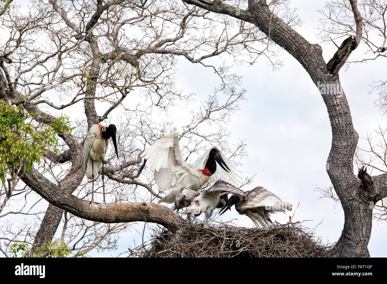 Jabiru Stork, Jabiru mycteria, pair with chicks in a nest in the Pantanal, Mato Grosso, Brazil, South America Stock Photo