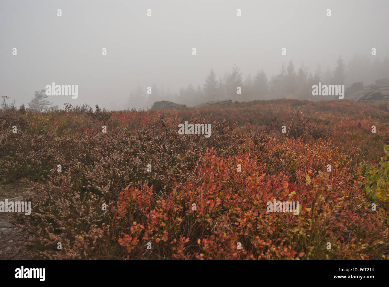 heath with heather and bilberry growth on Vysoky kamen hill in Krusne hory mountains during misty autumn day Stock Photo