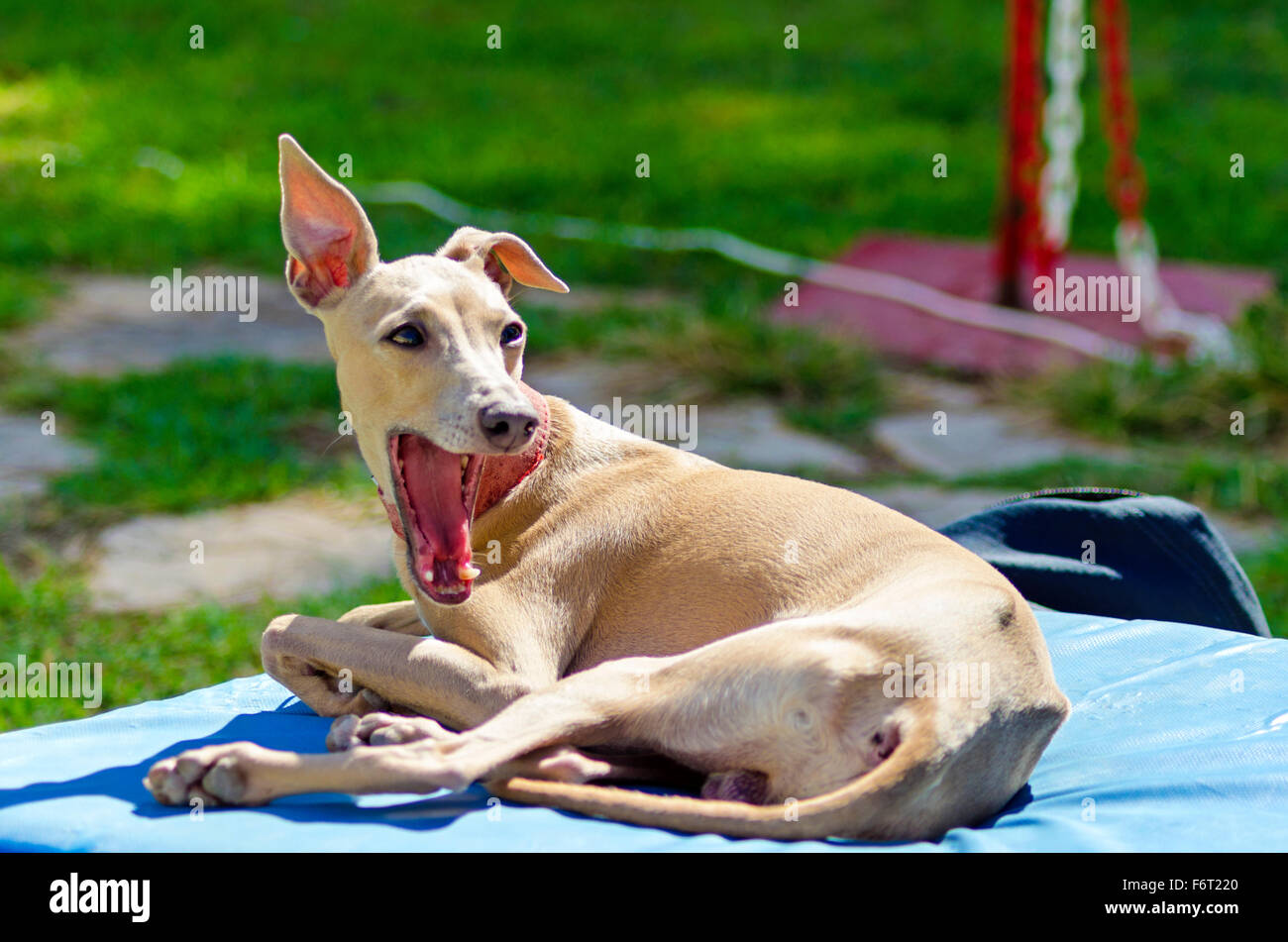 A small fawn brown italian Greyhound dog lying down yawning. Grey