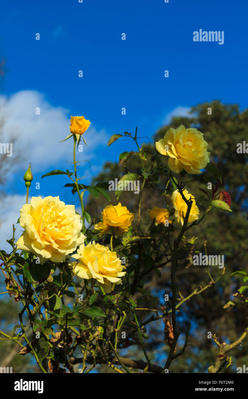 Field of yellow roses hi-res stock photography and images - Alamy
