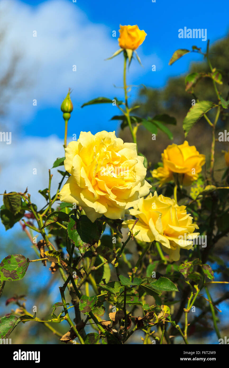 Blue sky with rose hi-res stock photography and images - Alamy