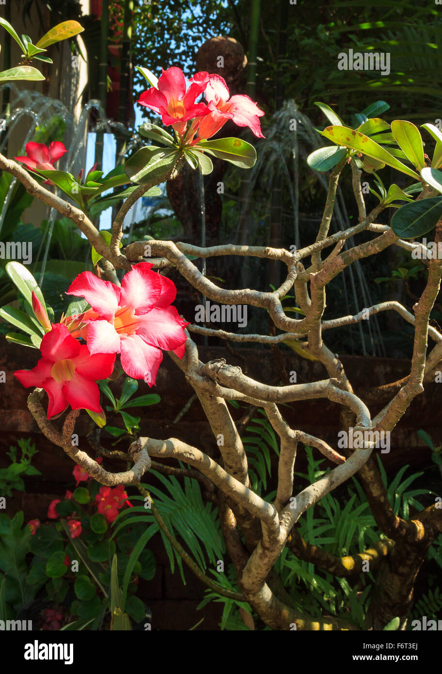Mock Azalea Impala lily detail hi-res stock photography and images - Alamy