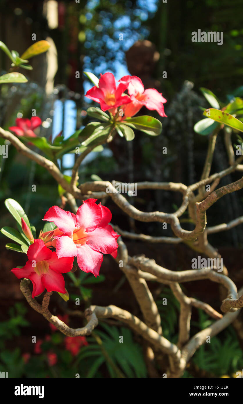 Mock Azalea Mock azalea hi-res stock photography and images - Alamy
