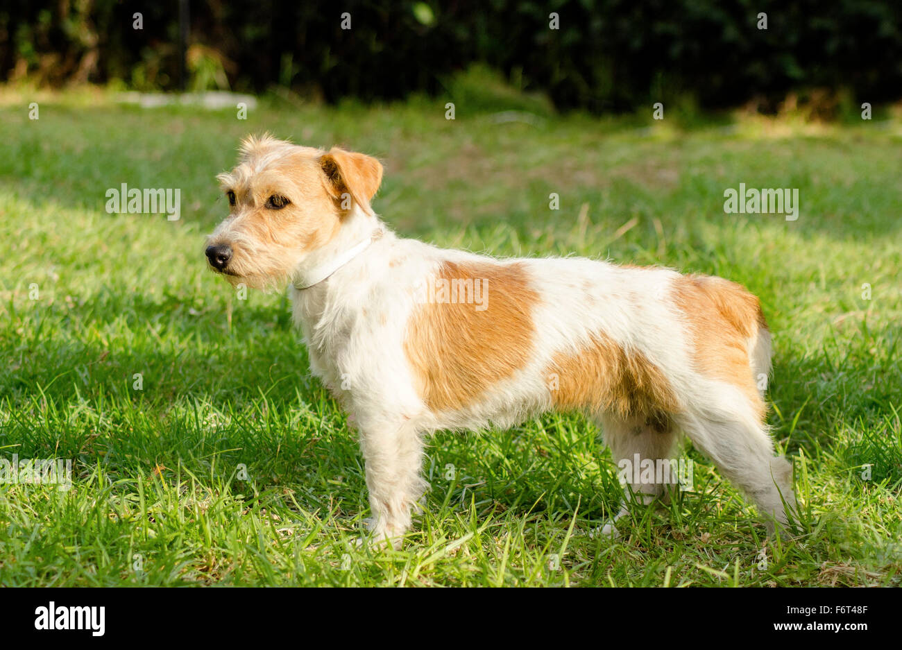 A small white and tan rough coated Jack Russell Terrier dog standing on the grass, looking very