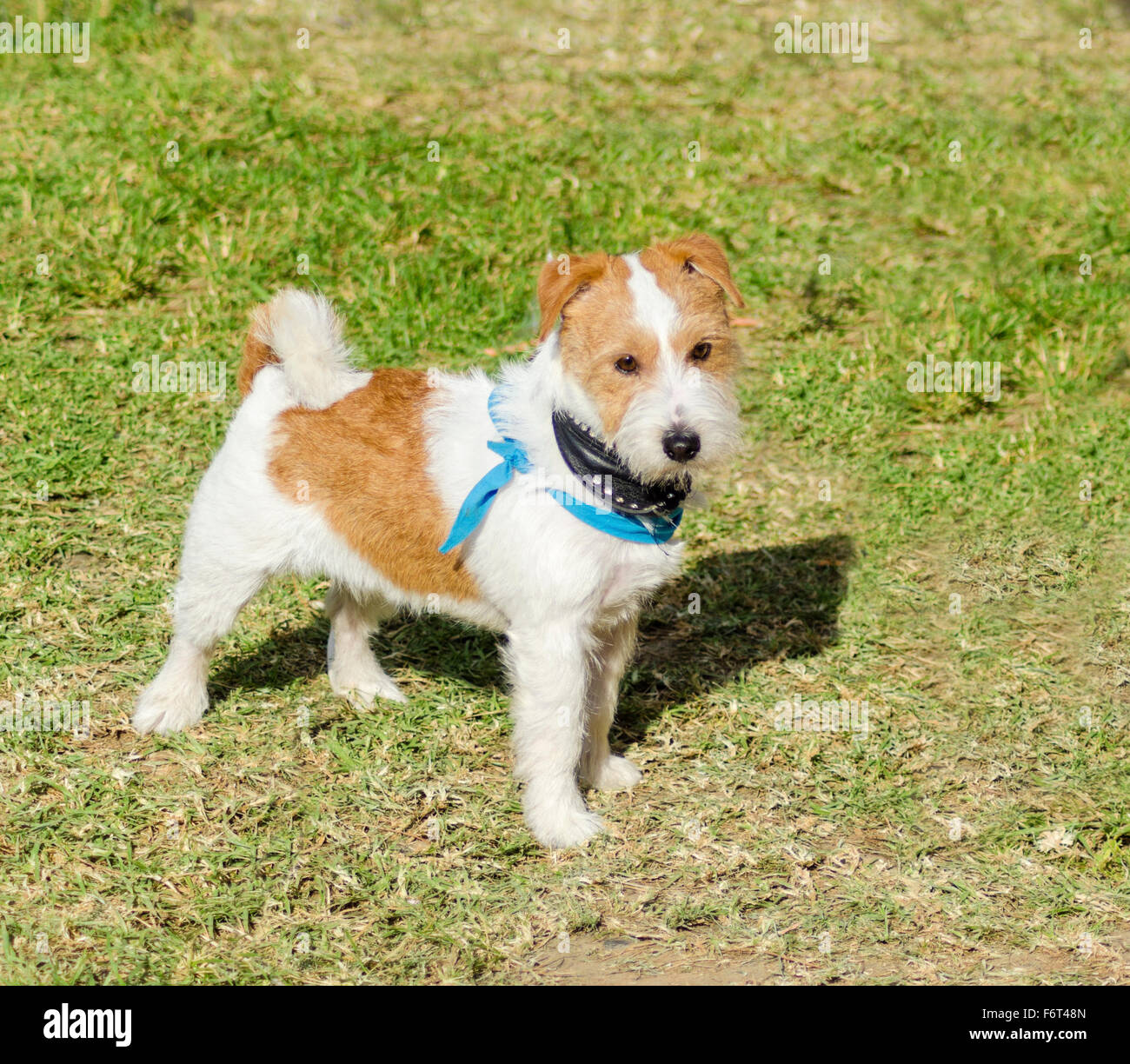 A small white and tan rough coated Jack Russell Terrier dog standing on the grass, looking very