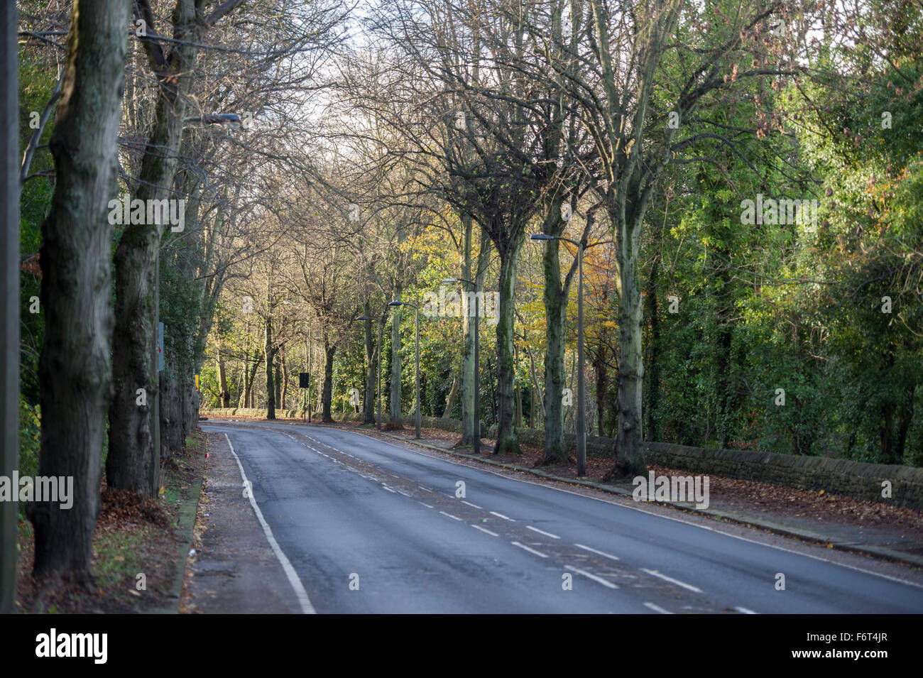 The tree lined road through the Rivelin Valley in the South Yorkshire ...
