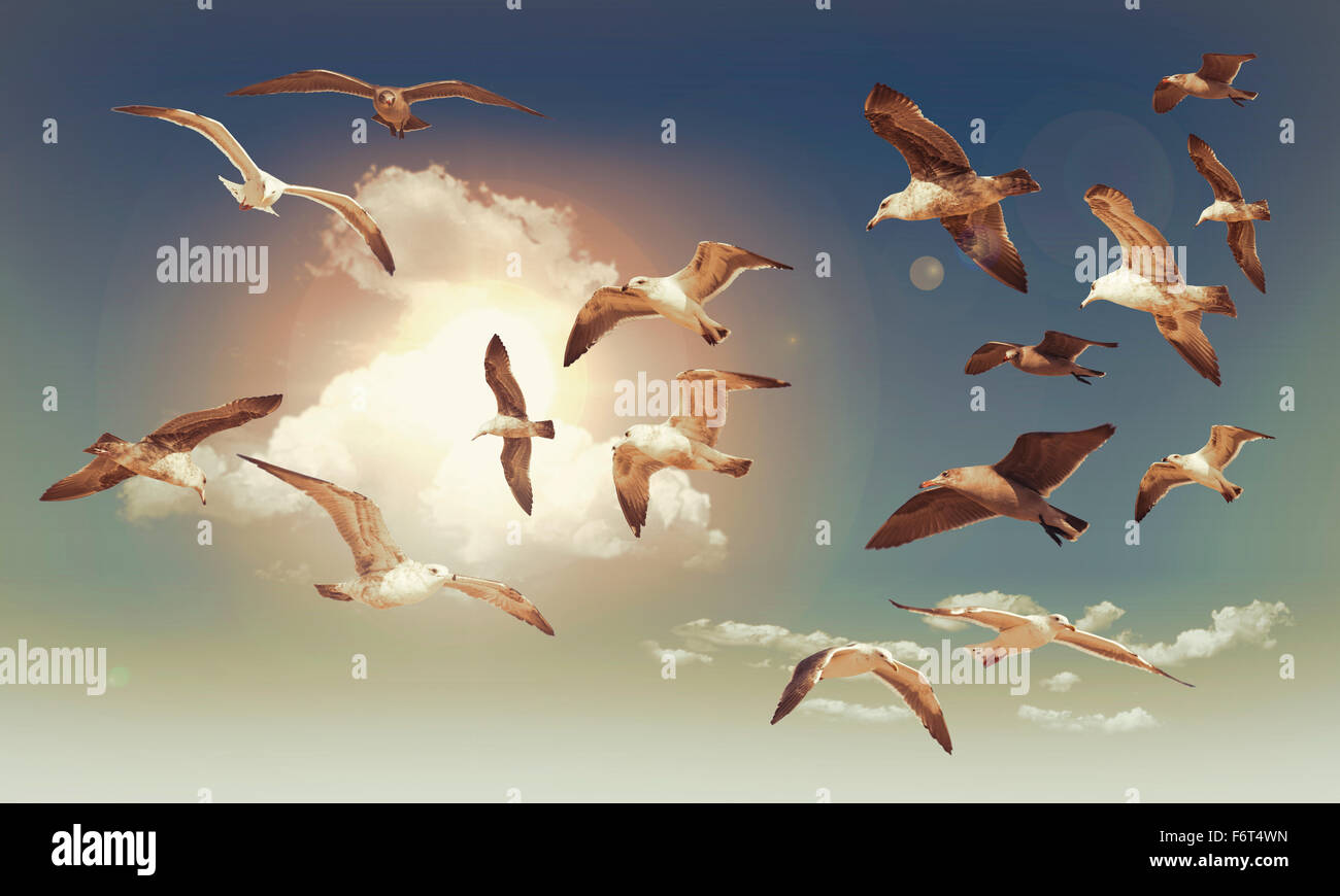 Flying birds spring hi-res stock photography and images - Alamy