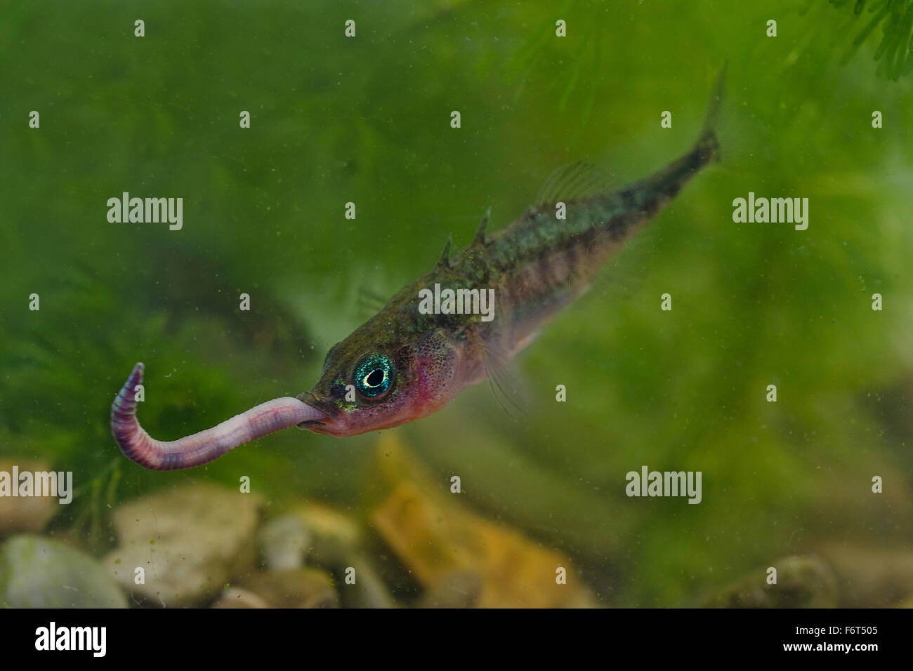 Male Three Spined Stickleback Eating a worm Stock Photo