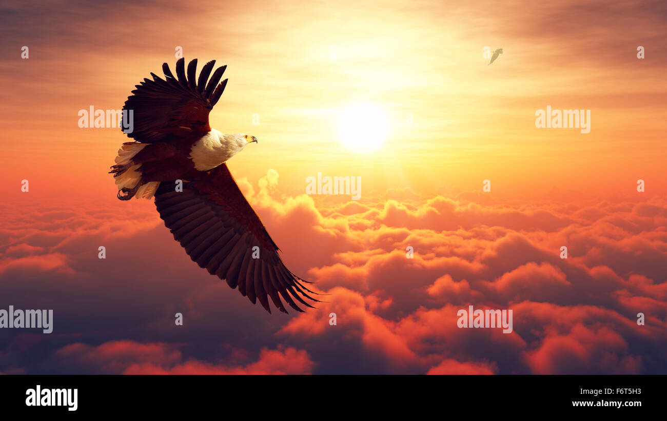 African Fish Eagle flying high above the clouds with sunrise (Digital artwork) Stock Photo
