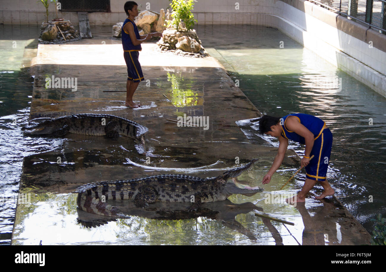A crocodile handlers teases a crocodile  during a show at the Samphran Elephant Ground and Zoo in Nakhon Pathom just outside of  Stock Photo