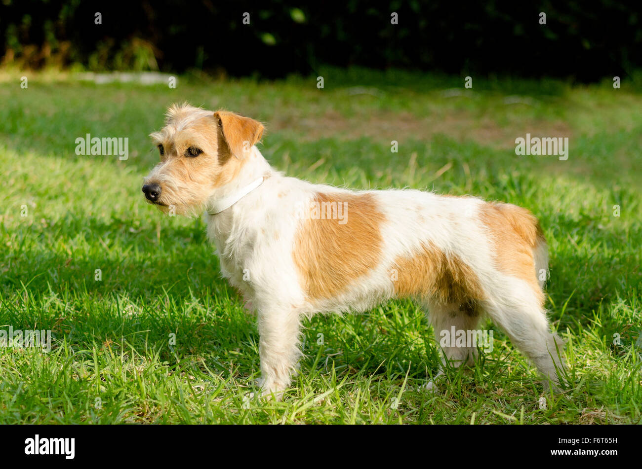 A profile view of a small white and tan rough coated Jack Russell Terrier dog standing on the