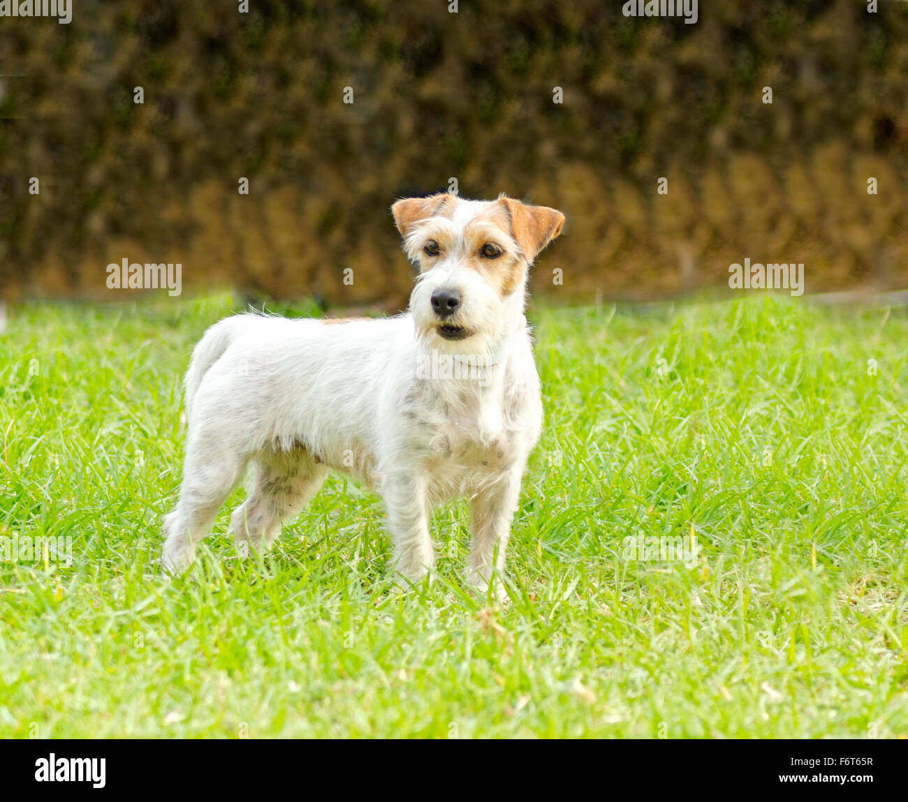 A small white and tan rough coated Jack Russell Terrier dog standing on