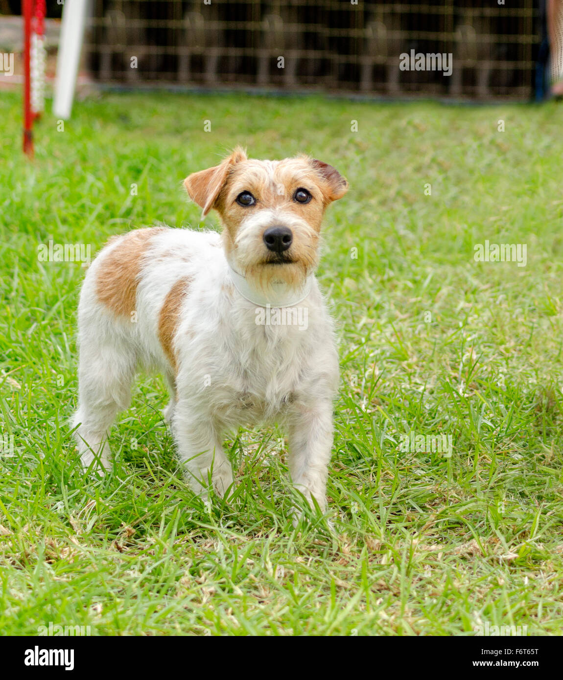 Rough Coated Jack Russell High Resolution Stock Photography and Images Alamy