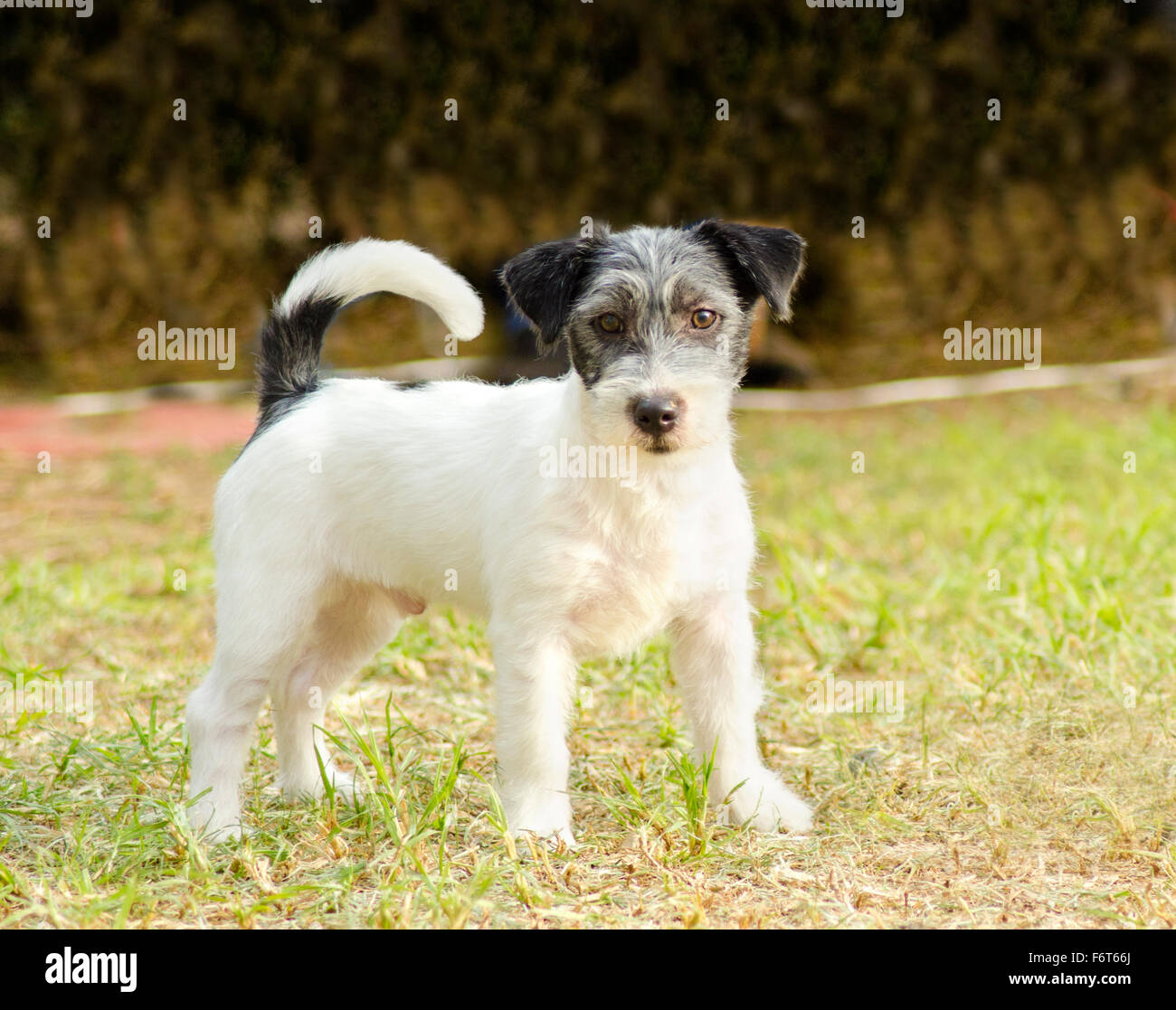 A Small White Black And Gray Rough Coated Jack Russell Terrier