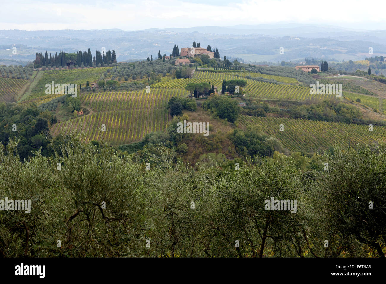 Hillsides with grape vines and olive groves near San Gimignano, Tuscany, Italy. Stock Photo