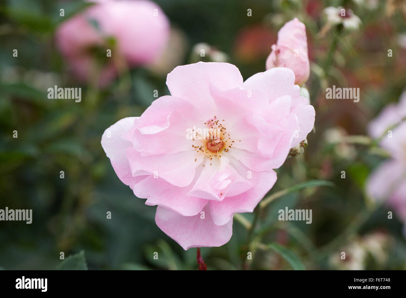 Rosa The Lady's Blush 'Ausoscar'. Pale pink shrub rose in an English garden. Stock Photo