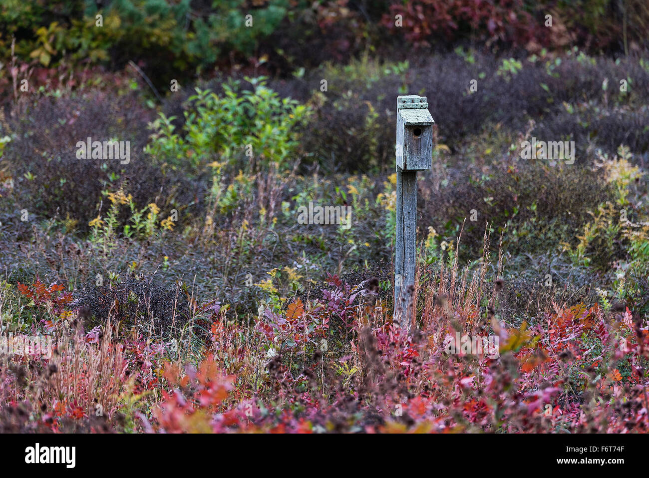 Birdhouse in autumn meadow. Stock Photo