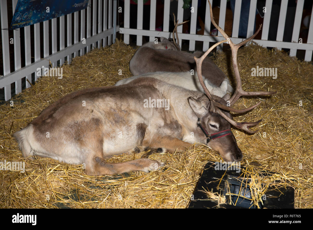 Orpington, UK,19th November 2015, Reindeers at the Christmas lights