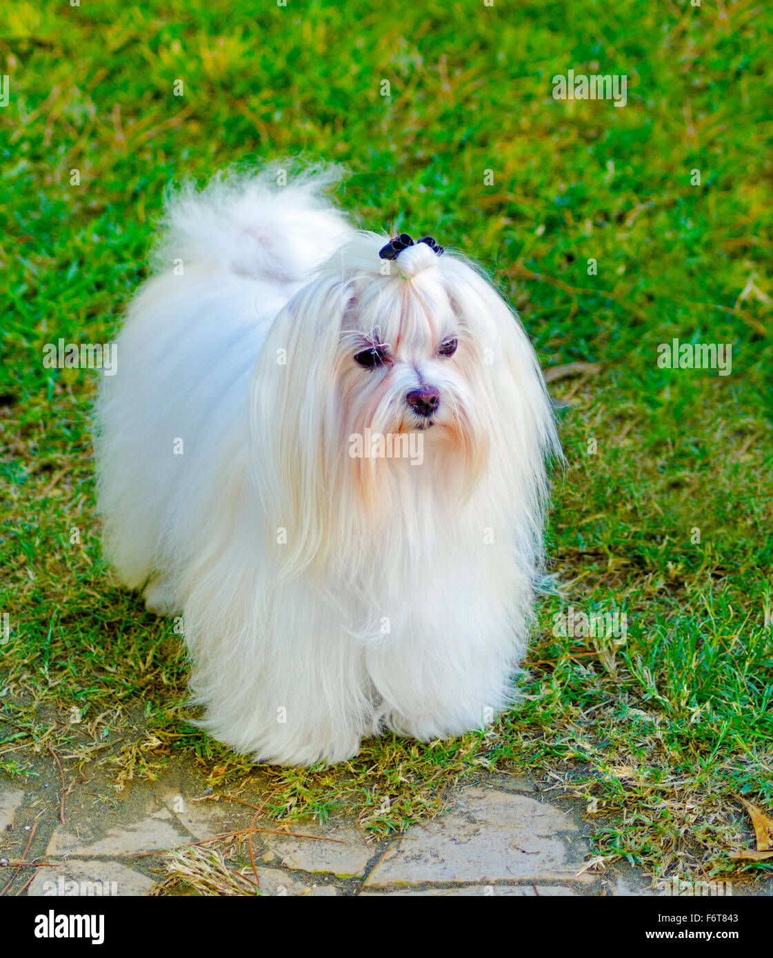 A view of a small, young and beautiful Maltese show dog with long white  coat standing on the lawn. Maltese dogs have silky hair Stock Photo - Alamy