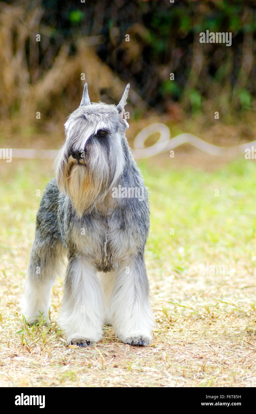 A small salt and pepper, gray Miniature Schnauzer dog standing on the grass, looking very happy. It is known for being an intell Stock Photo
