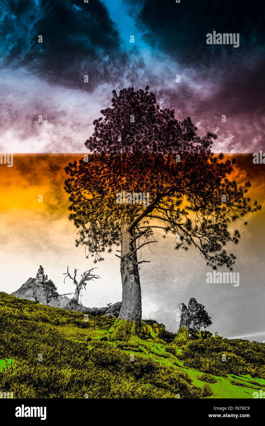 Tree growing on remote hillside Stock Photo Alamy