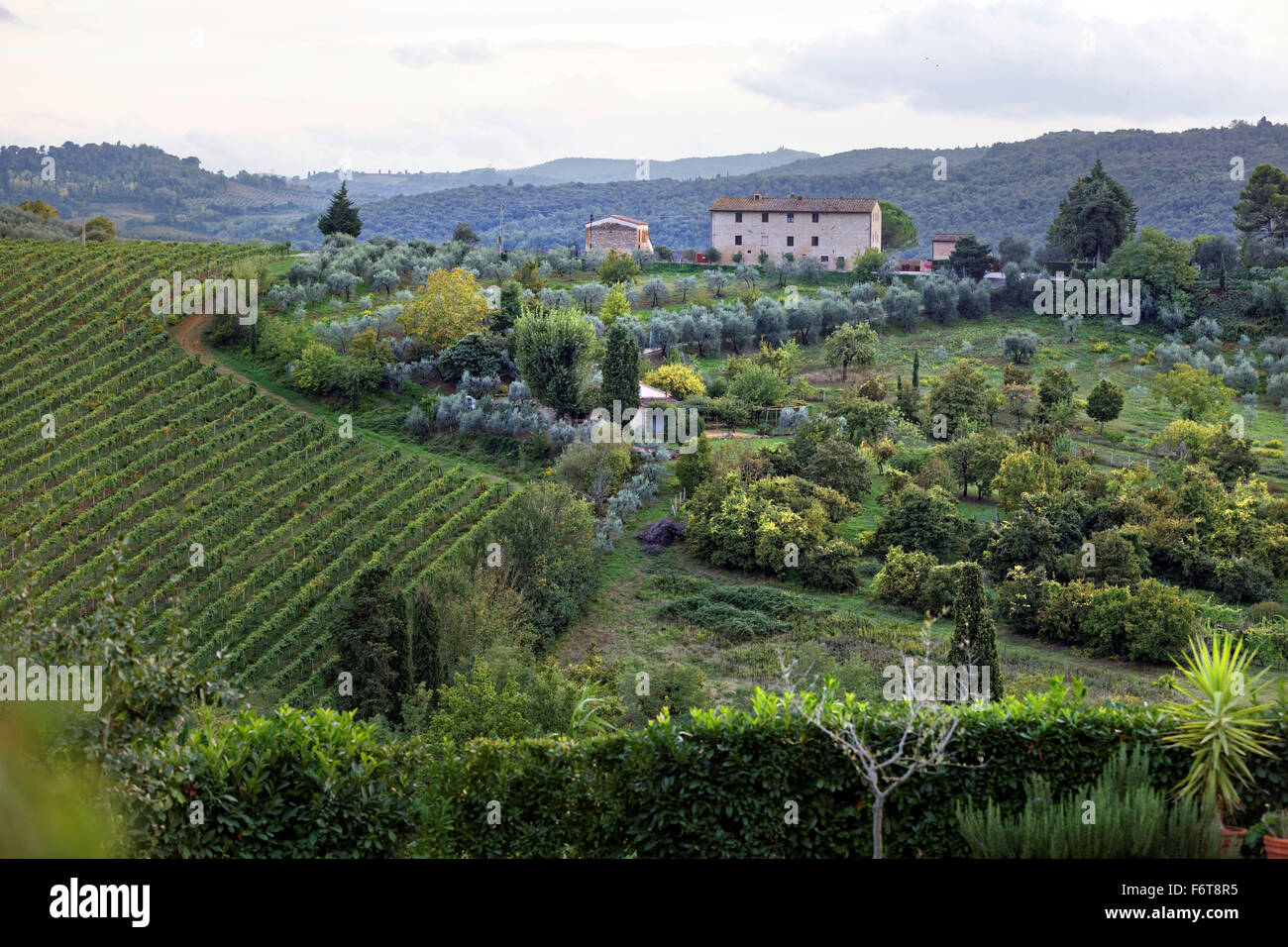 Italy Tuscany Florence wine grapes vineyards Travel tourist tourism Europe vacation Stock Photo