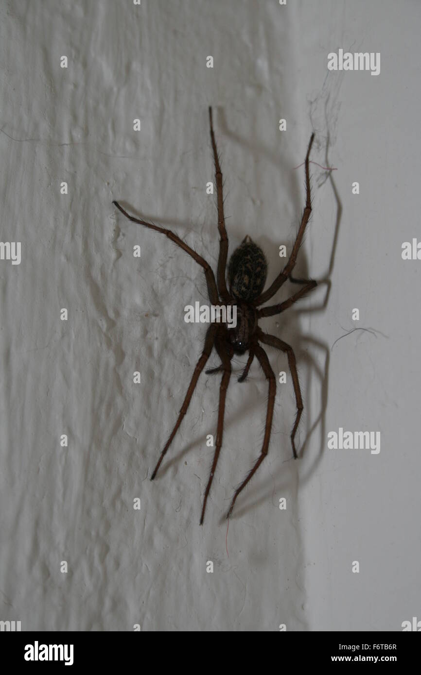 Giant house spider on wall in Germany Stock Photo