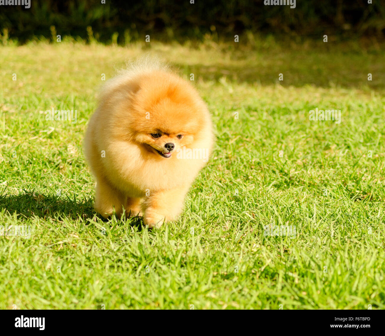 A small young beautiful fluffy orange pomeranian puppy dog walking on Stock  Photo - Alamy