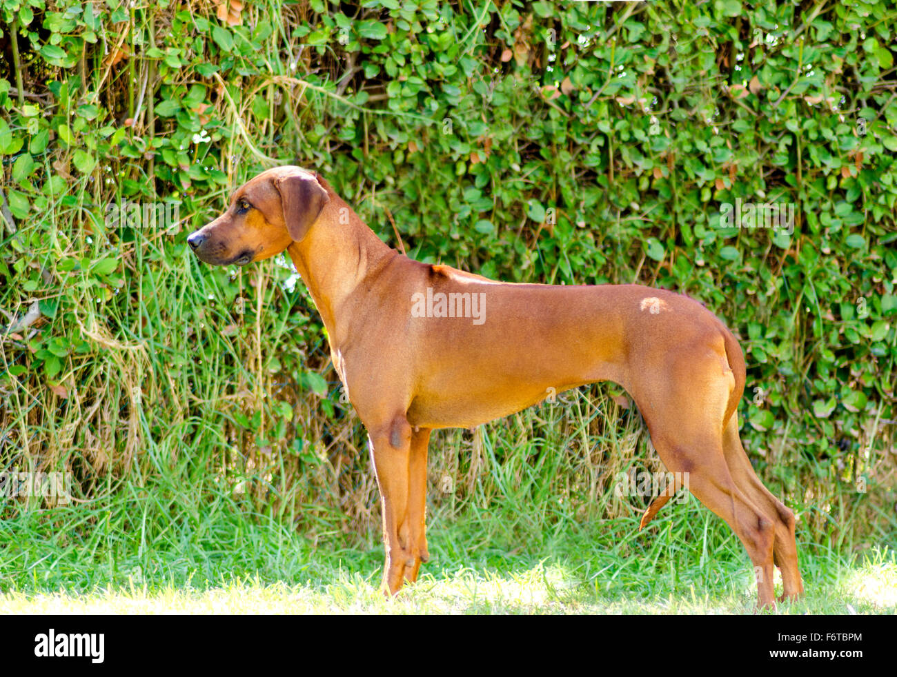 A young, beautiful, light wheaten to shades of red  Rhodesian Ridgeback dog standing on the grass. The African Lion Hound is dis Stock Photo