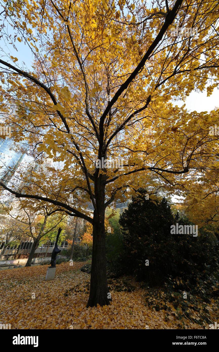 Bizarre ultra wide angle of tree in fall with yellow leaves Stock Photo ...