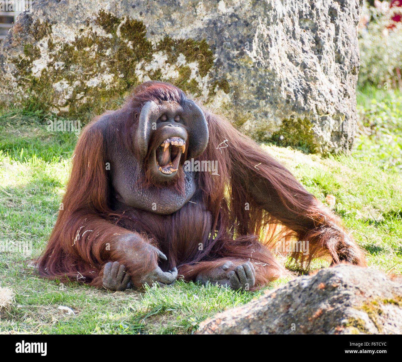 Orangutan Showing his Incisors . A large male orangutan calls out and displays a massive set of orange teeth Stock Photo