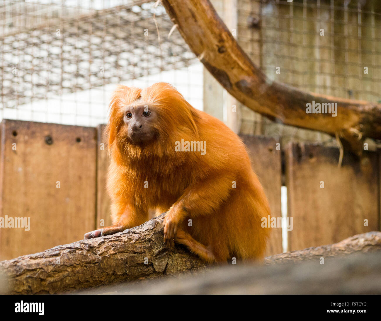 A Caged Golden Lion Tamarin. A small tamarin monkey crouches on a branch in its cage. Stock Photo
