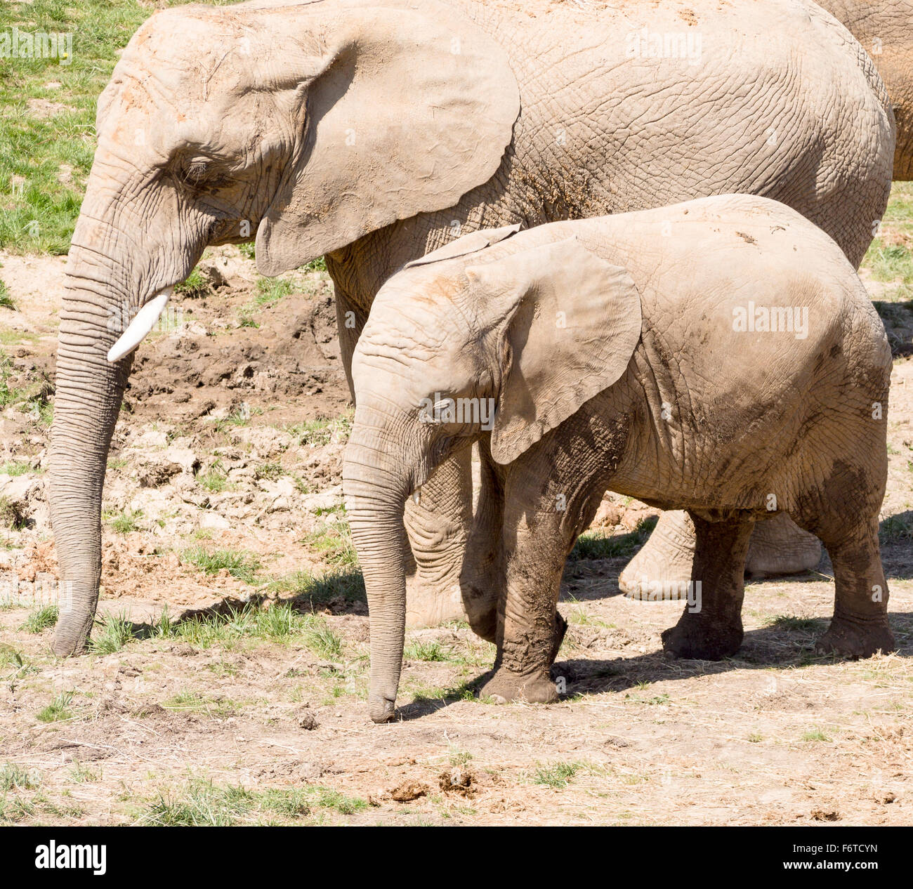 Mother and Daughter African Elephants. A large female elephant walks with a smaller young elephant both with their trunks down Stock Photo
