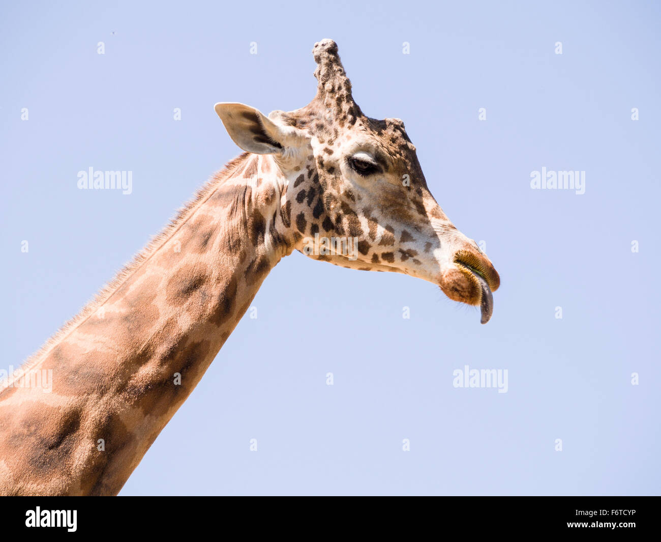 Giraffe eating and licking its lips. A Giraffe with trees behind chews on some food with its tongue protruding. Stock Photo