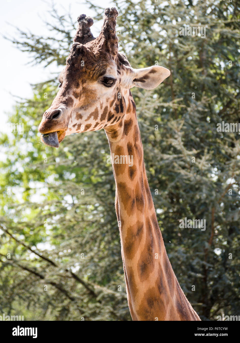 Giraffe eating and licking its lips. A Giraffe with trees behind chews on some food with a saliva covered tongue protruding. Stock Photo