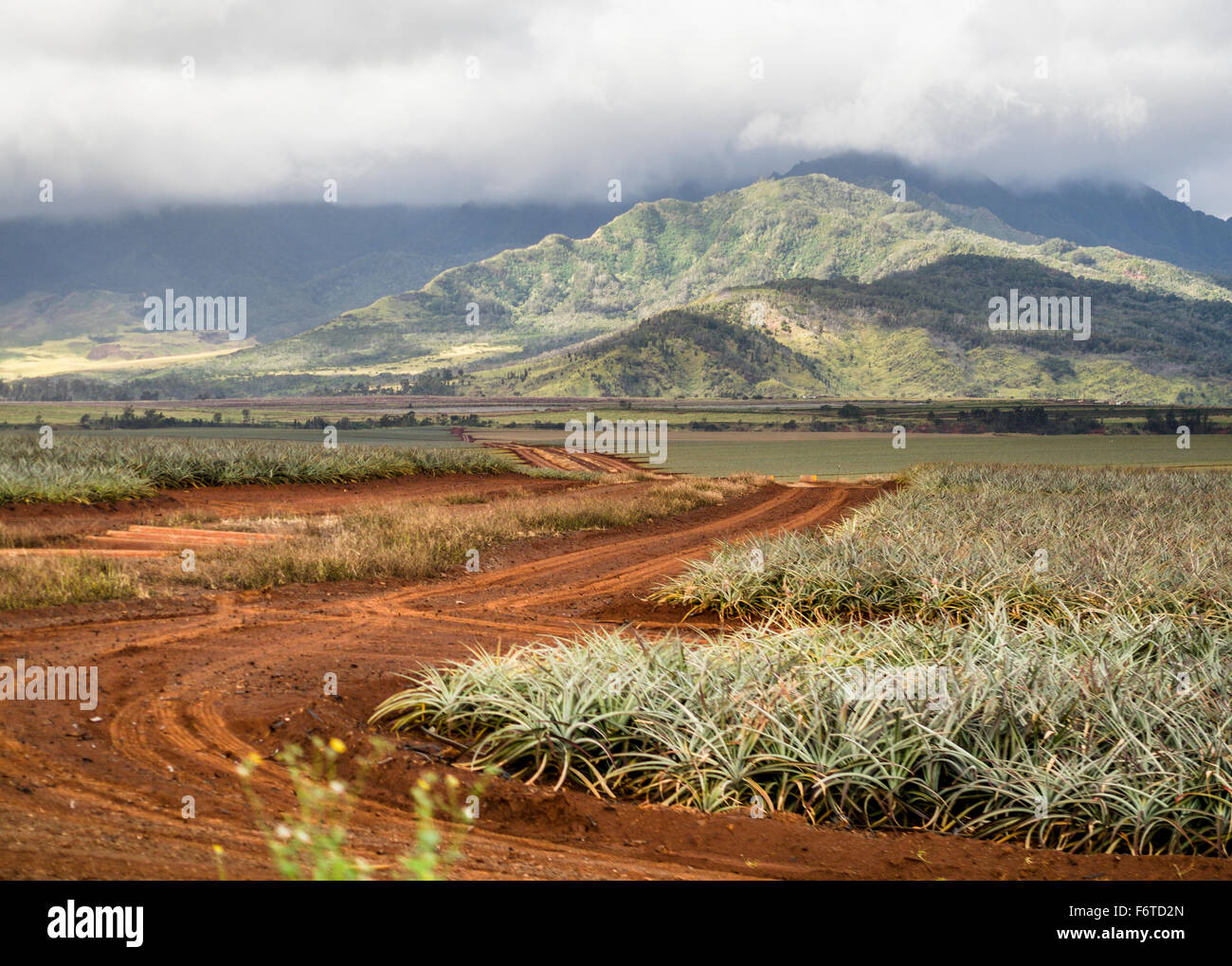 Pineapple Field and red dirt road on Oahu. A rough red dirt road cuts through young pineapple plants in a field Stock Photo