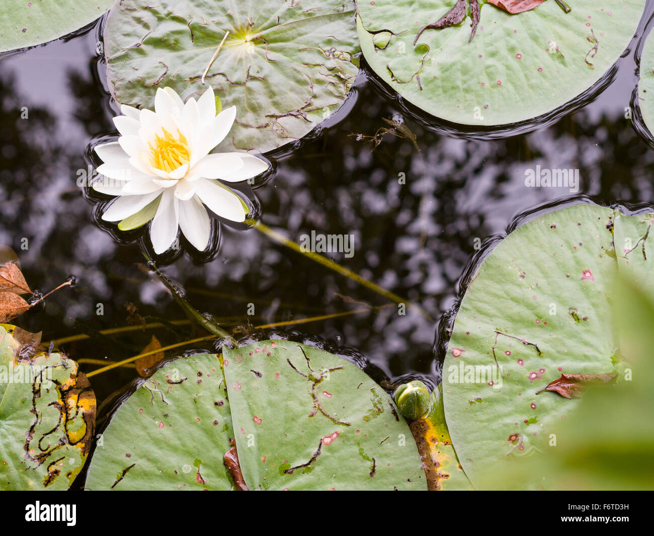 White waterlily floating on a pond. A white lily in full bloom surrounded by black water and green floating leaves. Stock Photo