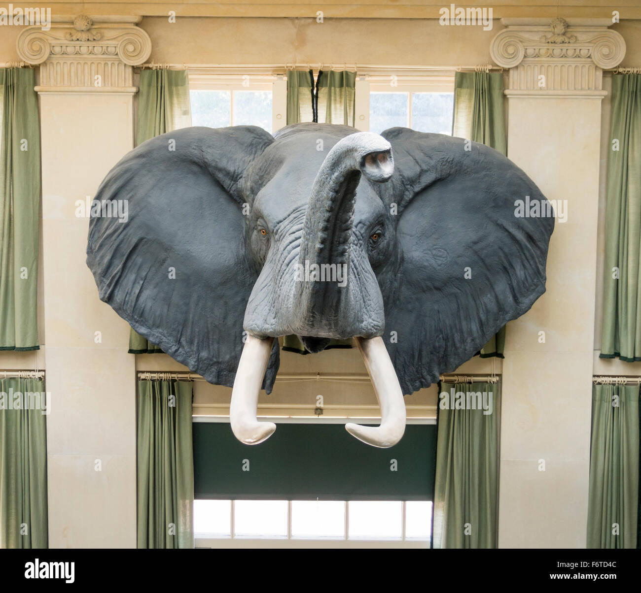 stuffed elephant head