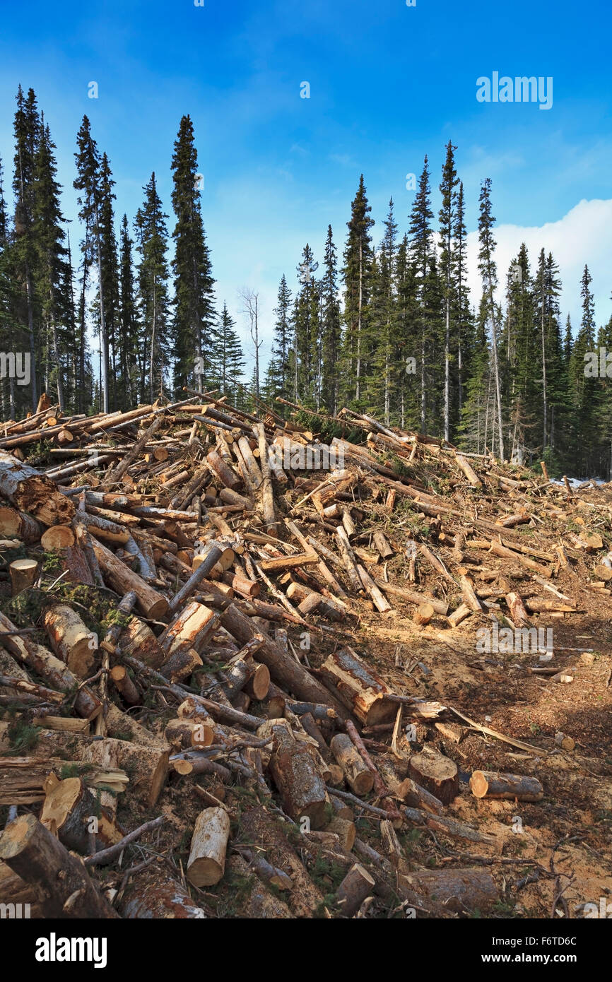 Waste wood piles in mountain pine beetle clear cut, Bulkley Valley, British Columbia Stock Photo