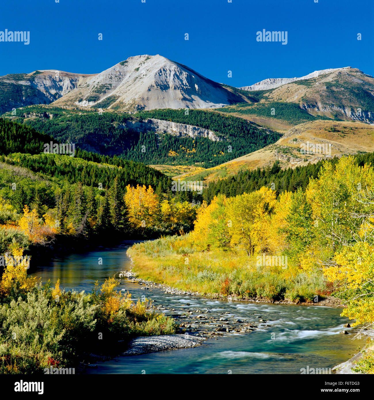 fall colors along badger creek below the rocky mountain front near