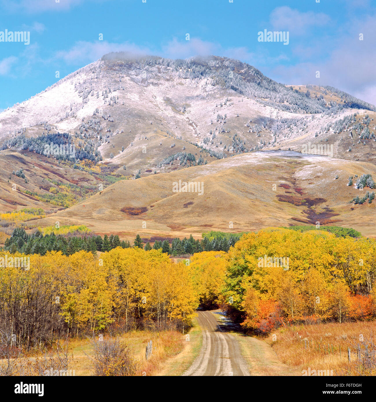 fall colors below centennial mountain in the bearpaw mountains near