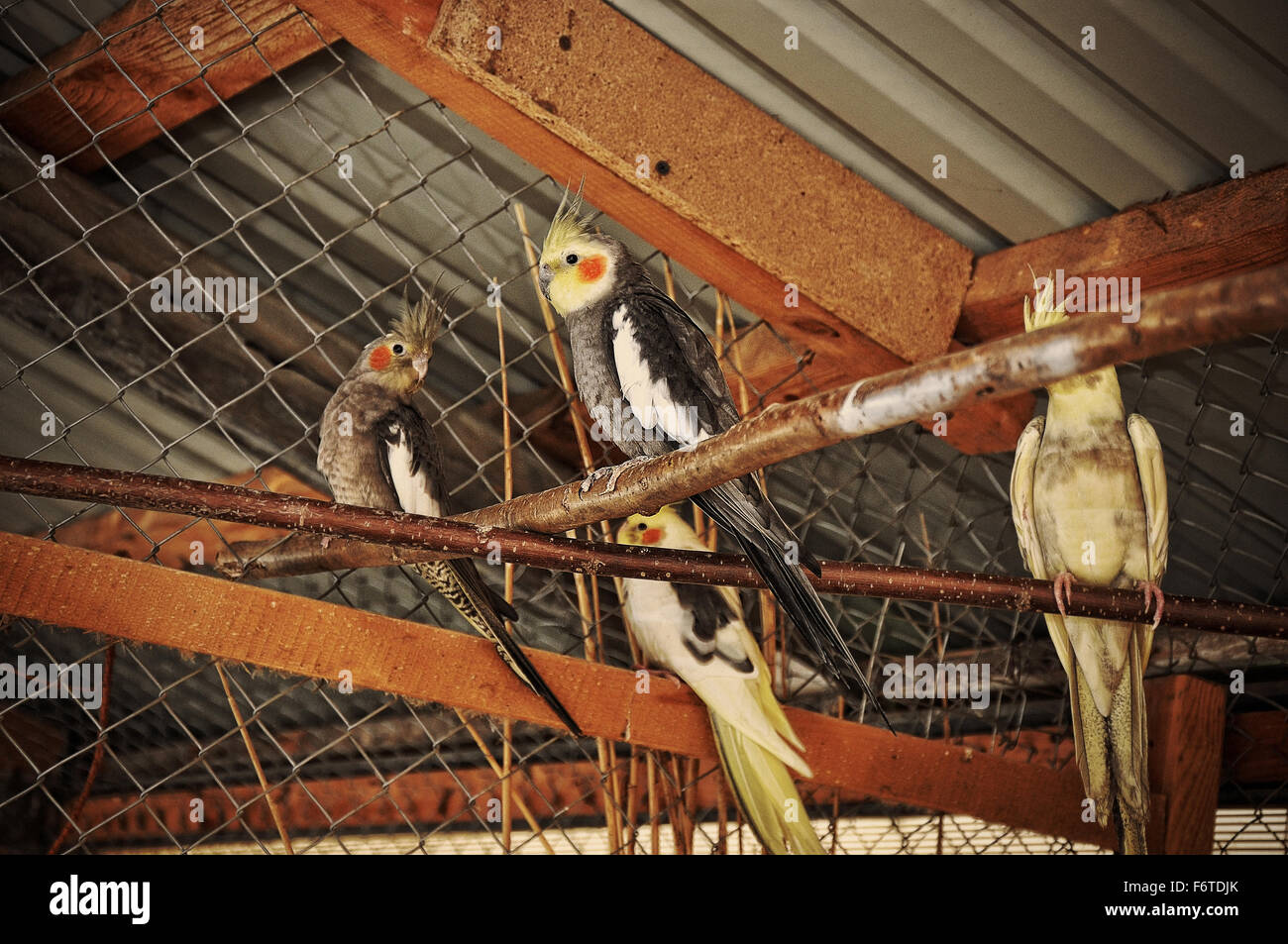 Yellow parrot at the cage Stock Photo - Alamy